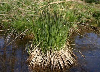 Steif-Segge (Carex elata) - © Emanuel Trummer